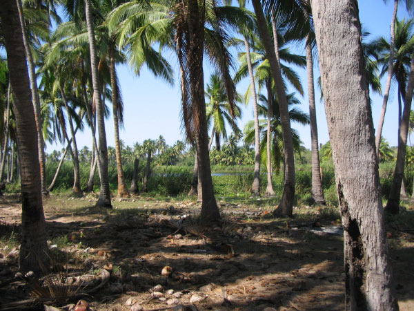 palms and lagoon